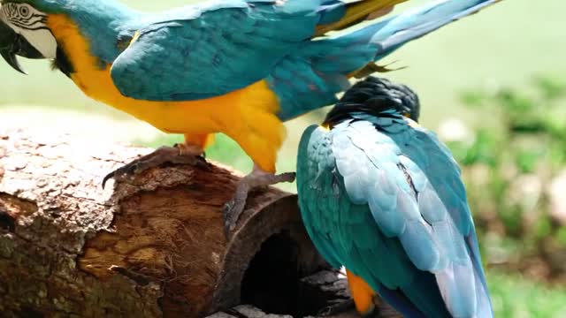 parrots-on-a-log