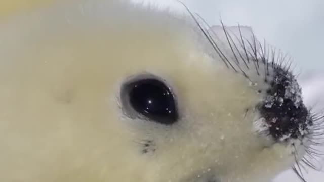 Baby Harp Seal tasting snow