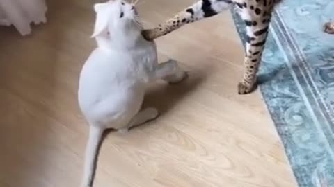 Wild cat vs Pet Cat