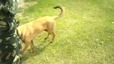 Belgian Shepherd Malinois puppy