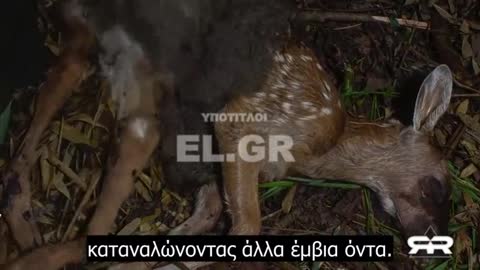 Ιερές αγελάδες και ο κίνδυνος κατανάλωσης εντόμων
