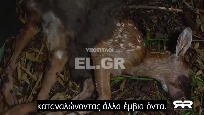 Ιερές αγελάδες και ο κίνδυνος κατανάλωσης εντόμων