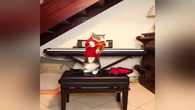 Cat playing the violin