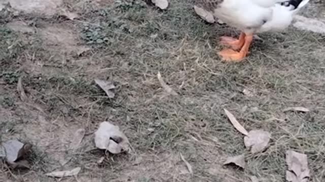 Duck Beautiful Video By Kingdom of Awais