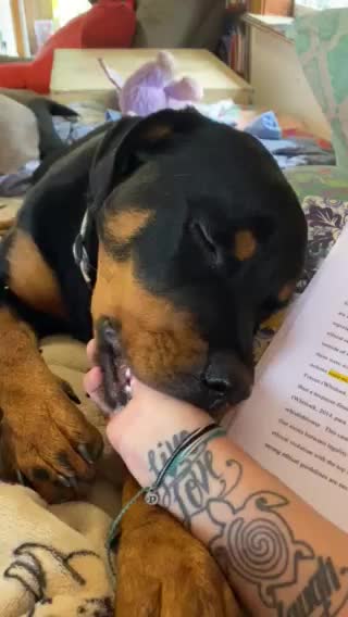 Social Distancing with a Needy Rottweiler