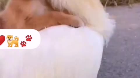 Dog and cock funny video