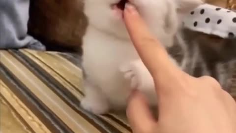 OMG 😱 cute cat 😱😘😘