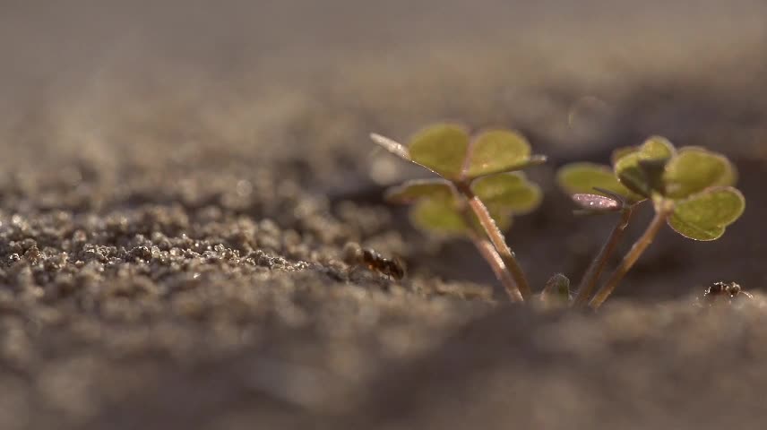 Flower seeds are as big as sesame seeds