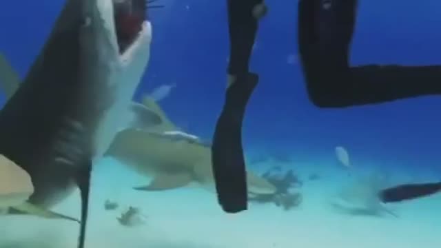 A deadly shark tries to attack a swimmer,but swimmer able to counter the attack