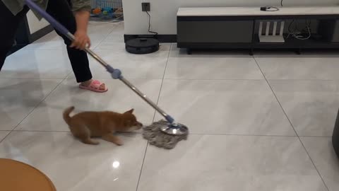 This is a dog that can do housework