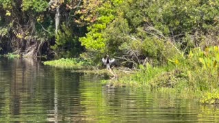 Anhinga on Lake Griffin