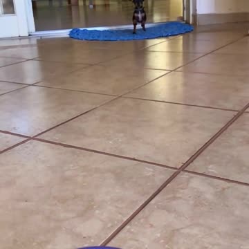 surefire way to call your dog