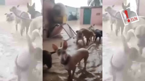 El Refugio de María en Sueca, pide ayuda y rescate para los animales