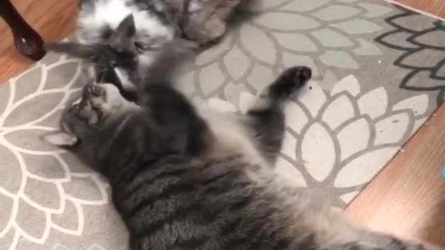 Funny and Cute Baby Bunny Rabbit Videos - Baby Animal Video Compilation (2019)_p13