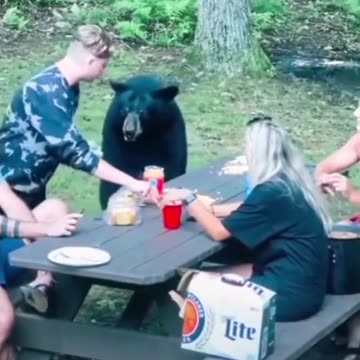 Having lunch with family friends and bears