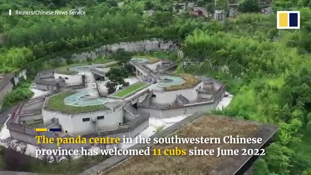 Meet the world’s heaviest captive panda cub born in China