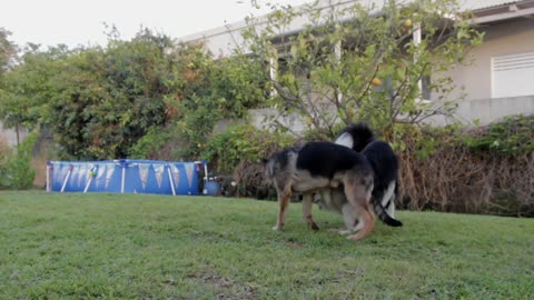 A good boy and dog are playing..