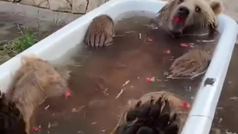 Funny bear 😂 | Cute funny animals |