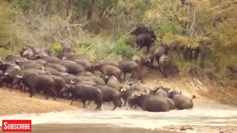 Discovery Wild Animals Fight,2 buffalo And 10 Lion,and tiger,fight..