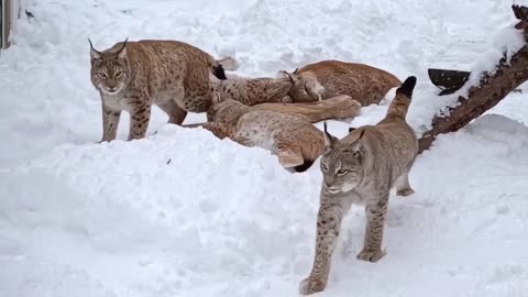 Mountain lions? During Moscow huge dumping of snow