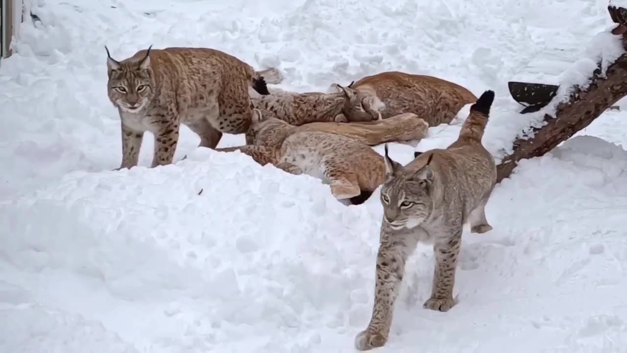 Mountain lions? During Moscow huge dumping of snow