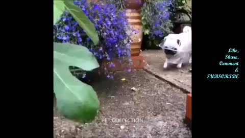 Funny and Cute Dogs | I Cant Quit You