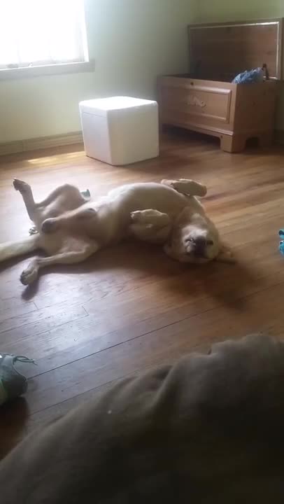 Goofy dog sleeps in very unusual position