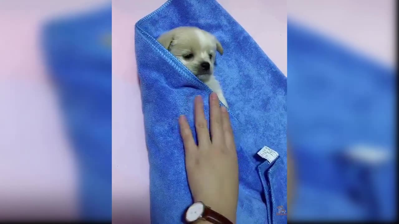 Baby Dogs - Cute and Funny Dog Videos Compilation #3