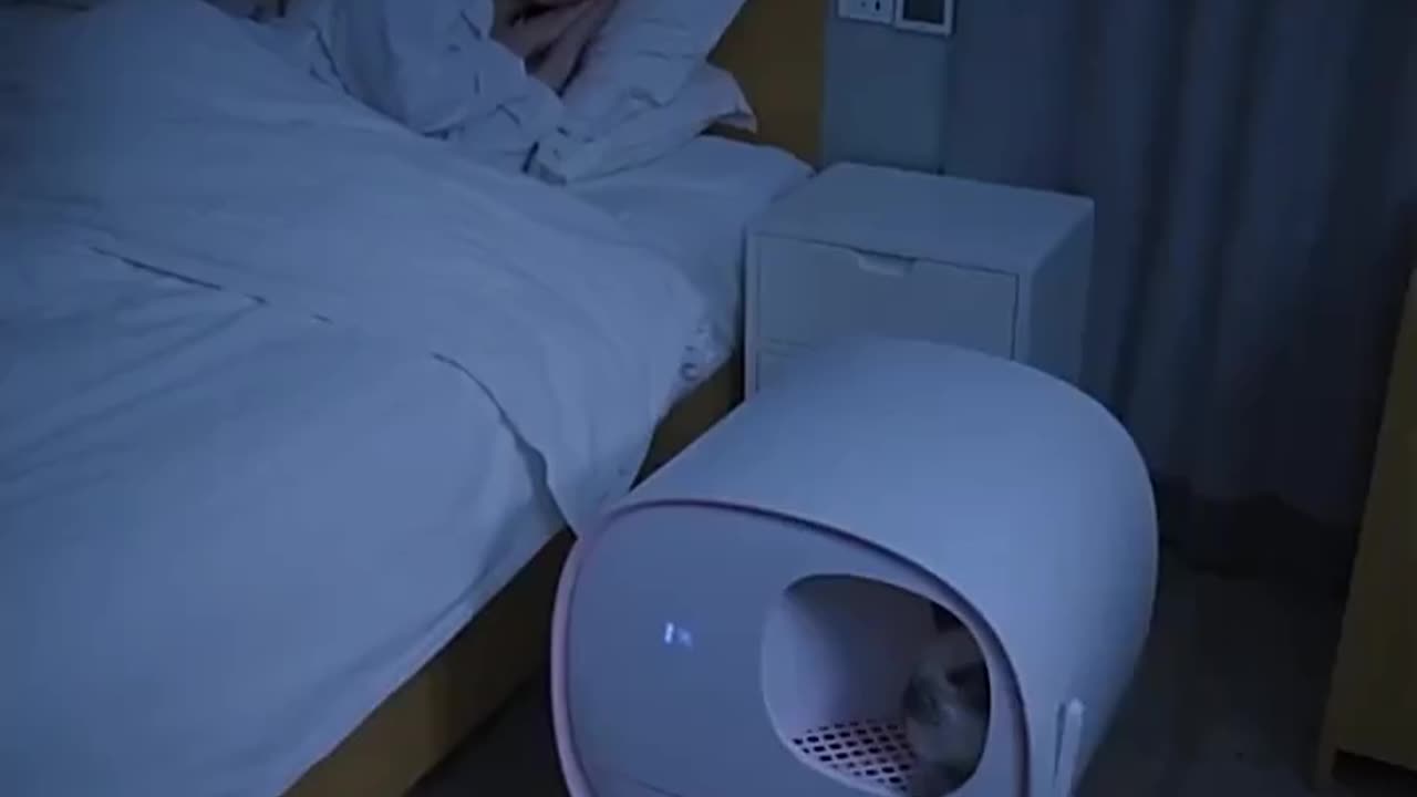 #cat