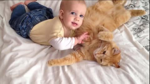 Cats Vs Babies meeting for the first time compilation