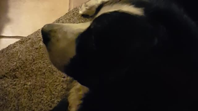 Large black saint bernard dog hates wearing red bandana