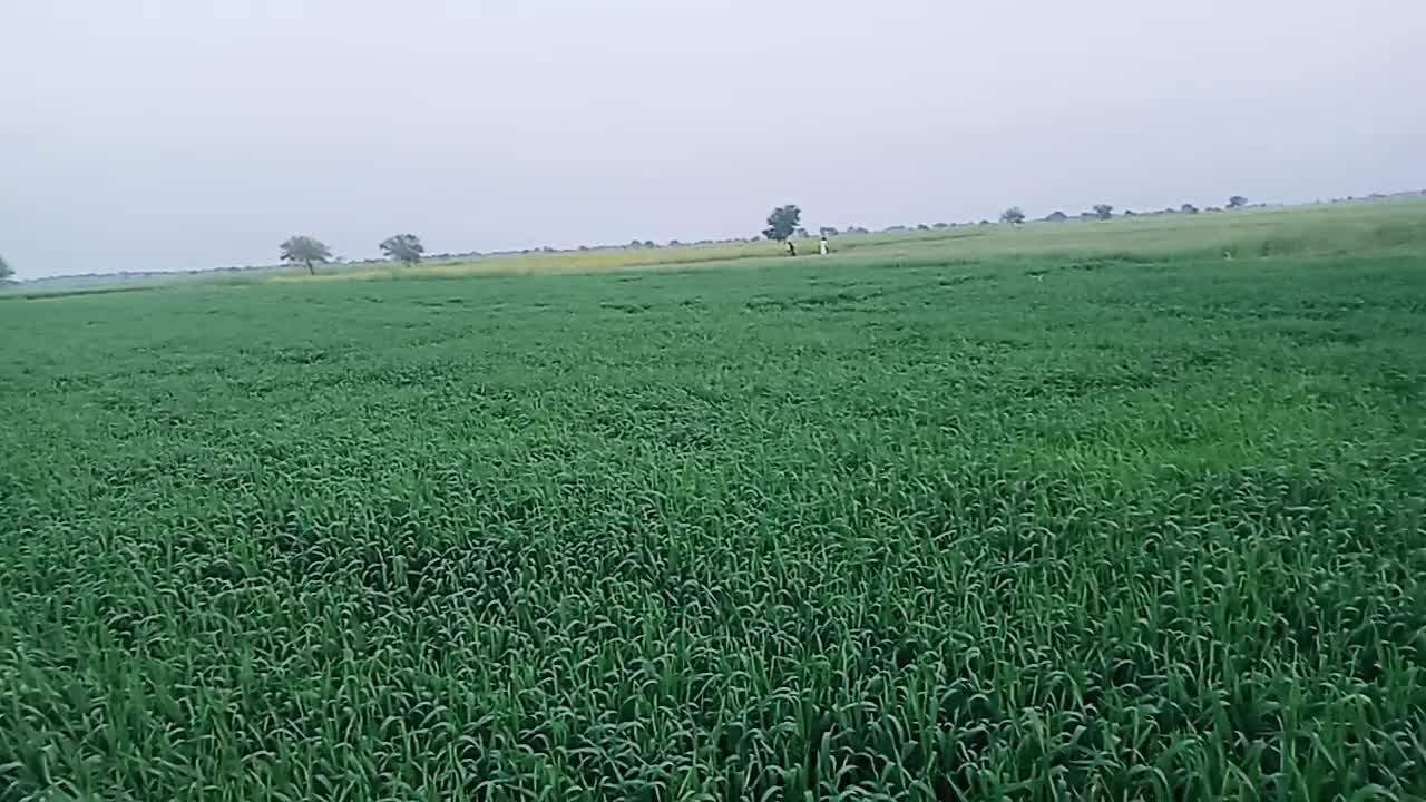 Wheat crop and evening time in my village!