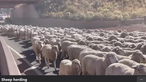 Sheep in Gridlock