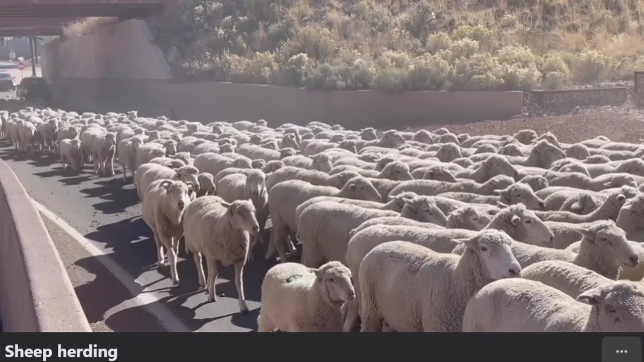 Sheep in Gridlock