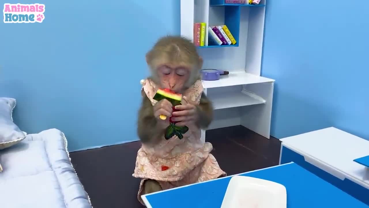 FUNNY AND CUTE ANIMALS 🐒🐤