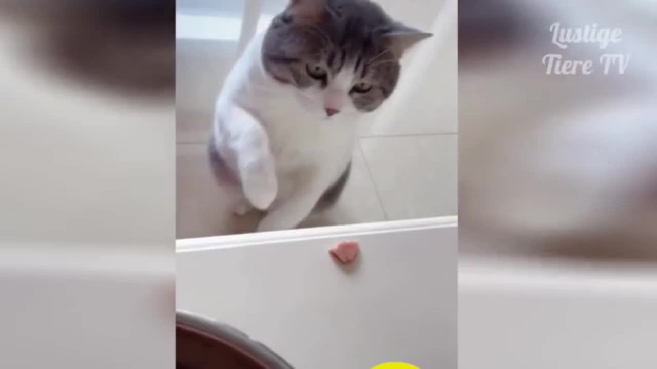 Funny animals funny videos to die for.