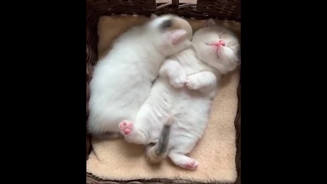 Baby Cats Cute Pets And Funny Animals - Compilation #1 Animal Funny HD