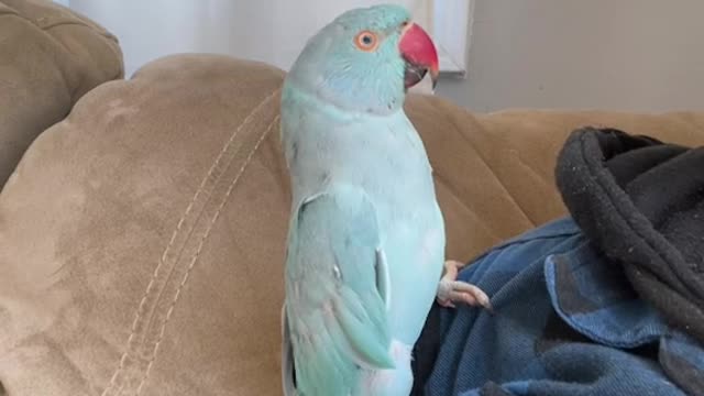Funny Bird#shorts#rumble