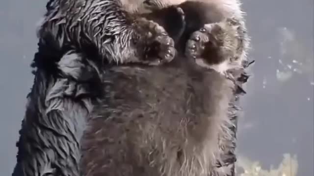 cutes animals video 2021😍😍😍
