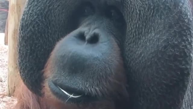 orangutan in zoo #viral#video#animals#video#shorts#short#funny#funnychimpanzee