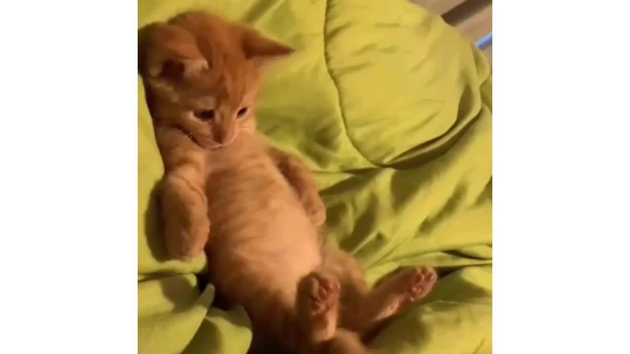 CUTE KITTEN PLAY WITH ITS TALE