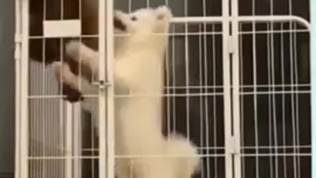 Dog funny video