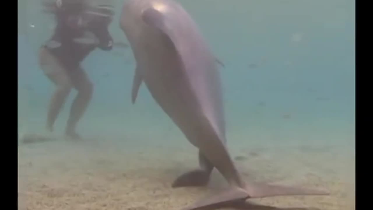 Incredible Dolphin Birth at Dolphin Quest Hawaii