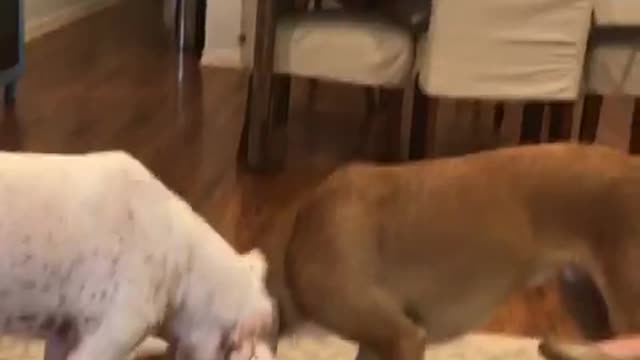 Two dogs play tug of war third one hides table