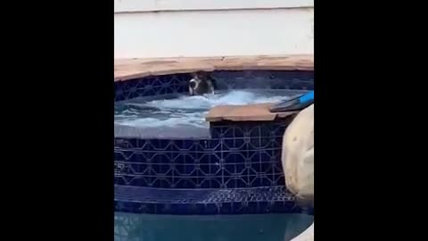 Dog enjoys hot tub😂