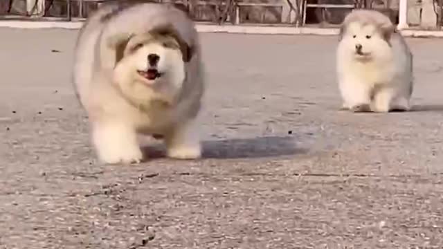 fat looking puppy