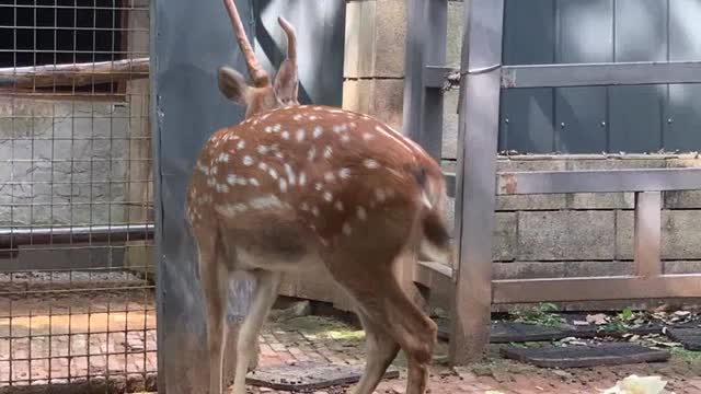 Small Sika Deer without horns