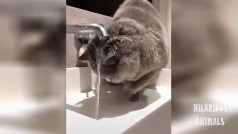 Top Funny Animal, funny video.