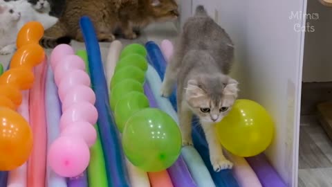 Funny Cats vs Long Balloons | Test Cats IQ 😂