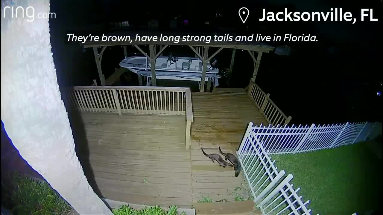 A Feathered Friend Sets Off the Ring Alarm Inside a Home